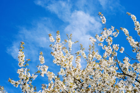 Spring blossom on apple a wonderful spring day