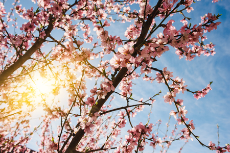 Blooming cherry tree branches against a cloudy blue skyの写真素材