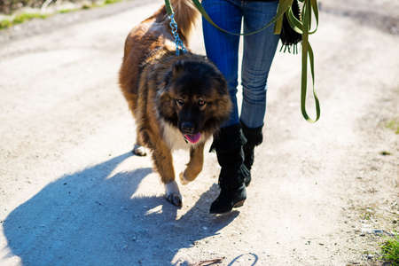 Young woman playing with Caucasian shepherd in a delightful spring dayの写真素材