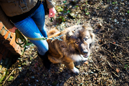 Young woman playing with Caucasian shepherd in a delightful spring dayの写真素材