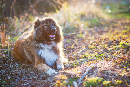 Caucasian shepherd dog outdoor exterior portrait a gorgeous spring dayの写真素材