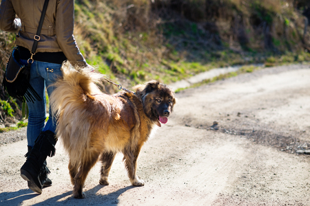 Young woman playing with Caucasian shepherd in a delightful spring dayの写真素材