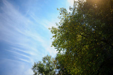 spring landscape of trees against the sky, backgroundの写真素材