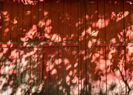 Tree leaves shadow on red wall background, Nature Abstractの写真素材