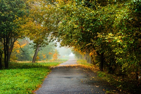 Road in autumn forest. Autumn landscape in perspectiveの写真素材