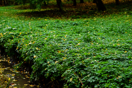 Mint leaves background.Mint leaf green plants with aromatic properties of strong teeth and fresh ivy as a ground cover plant types.の写真素材