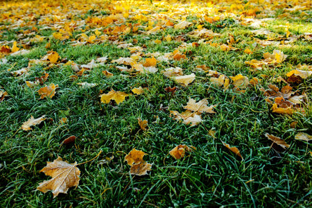 Brightly colored autumn leaves with dusting of frost.