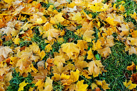 Brightly colored autumn leaves with dusting of frost.の写真素材