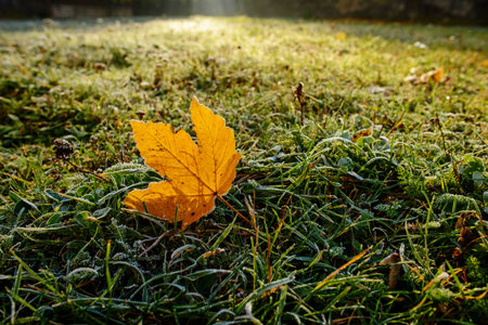 Brightly colored autumn leaves with dusting of frost.