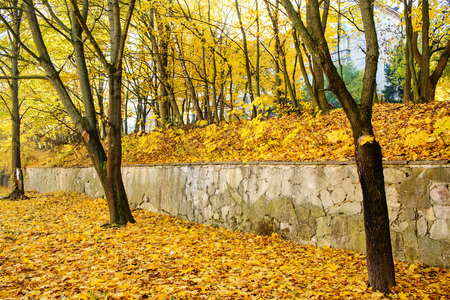 The sun shines on autumn leaves and grassの写真素材