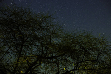 Clouds passing in the moon light by over a forest and on a night sky full of stars.の写真素材