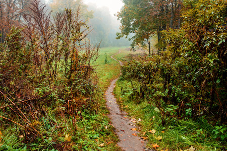 path through the valley in the fog.