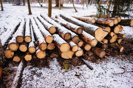 Pile of chopped fire wood prepared for winter.の写真素材