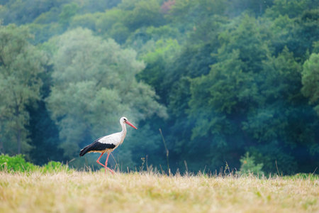 White stork walking on a green meadow, hunting for food.の写真素材