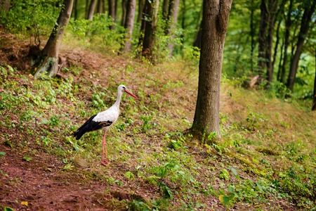 White stork walking on a green meadow, hunting for food.の写真素材