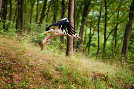 White Stork in flight centro cicogne Racconigi.の写真素材