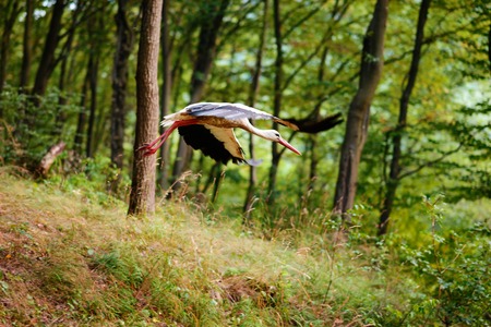 White Stork in flight centro cicogne Racconigi.の写真素材