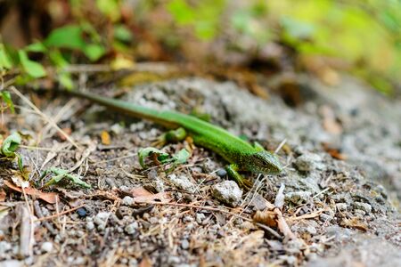 Green lizard in the national Park Meschersky. Green lizard on a background of pine bark.の写真素材