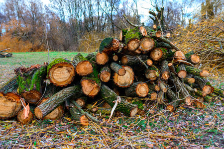 Stacked Wood Logs With Pine Trees, background