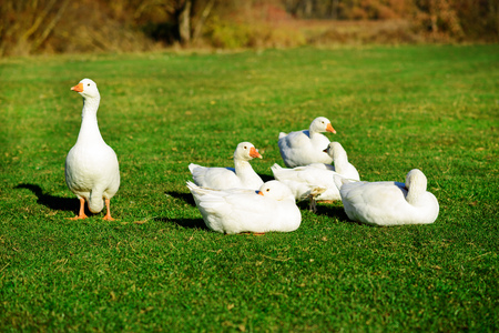 The herd of white adult geese grazing at the countryside on the farm on a green grove.の写真素材
