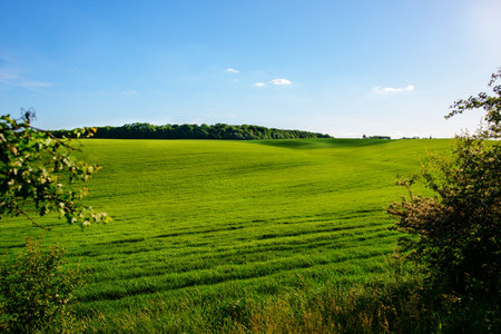 A green field, and a small forest under a blue sky.の写真素材