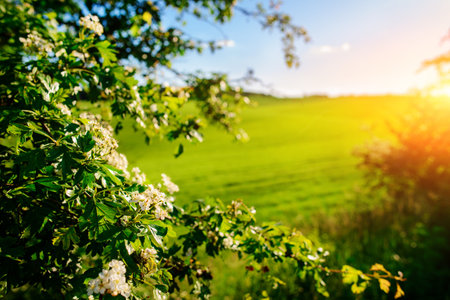 Morning landscape with green field, traces of tractor in sun rays.の写真素材