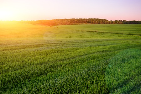 Morning landscape with green field, traces of tractor in sun rays.の写真素材