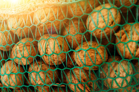 Background of bunch of unpeeled riped walnuts, collected into green wicker net bag.