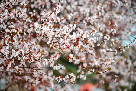 Sakura Flower or Cherry Blossom With Beautiful Natureの写真素材
