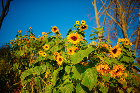A small plantation of autumn yellow-green sunflowers on a beautiful rural meadow.の写真素材