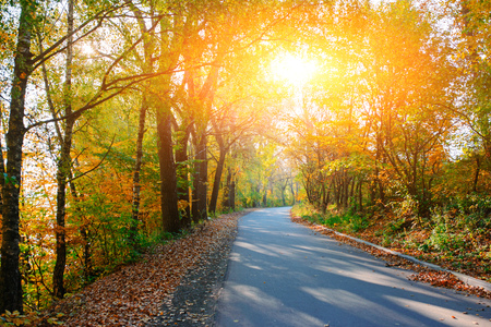 Bright and scenic landscape of new road across auttumn trees with fallen orange and yellow leaf.の写真素材