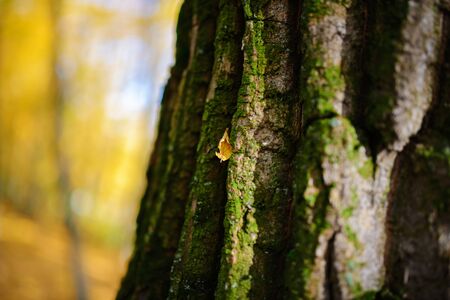 Close up an old tree bark with one yellow leaf and green moss on a background of autumn forest.の写真素材