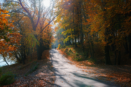 Bright and scenic landscape of new road across auttumn trees with fallen orange and yellow leaf.の写真素材
