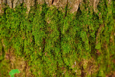 Close up texture of an old wood bark with green moss.の写真素材
