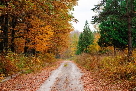 Bright and colorful landscape of sunny autumn forest with orange foliage and trail.の写真素材