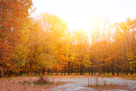 Bright and colorful landscape of sunny autumn forest with orange foliage and trail.の写真素材