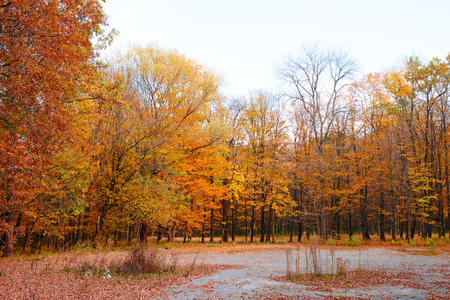 Bright and colorful landscape of sunny autumn forest with orange foliage and trail.の写真素材