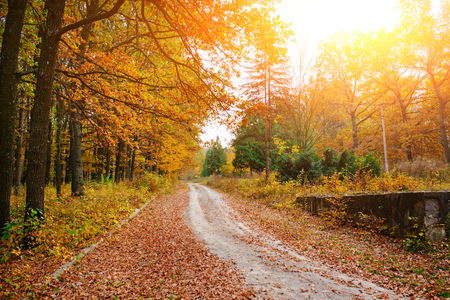 Bright and colorful landscape of sunny autumn forest with trail and stone bloc on the side of way.の写真素材