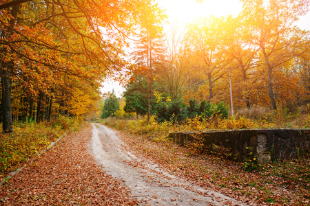 Bright and colorful landscape of sunny autumn forest with trail and stone bloc on the side of way.の写真素材