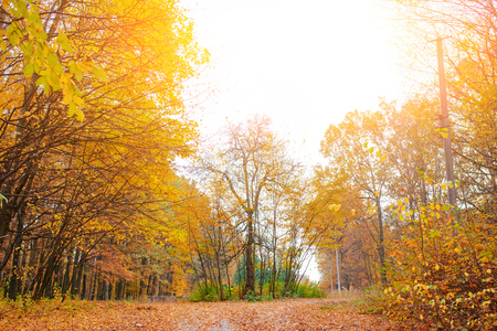 Bright and colorful landscape of sunny autumn forest with orange foliage and trail.の写真素材