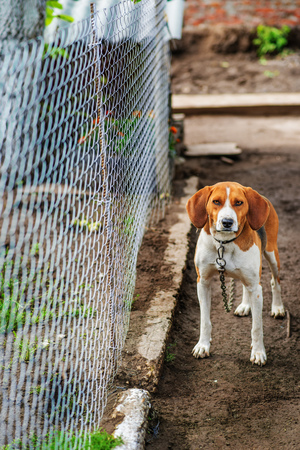Beagle is tied to a leash near the metal mesh.の写真素材