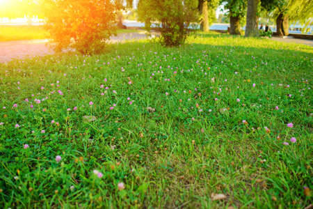 Green grass in the park In a wonderful sunny day.の写真素材