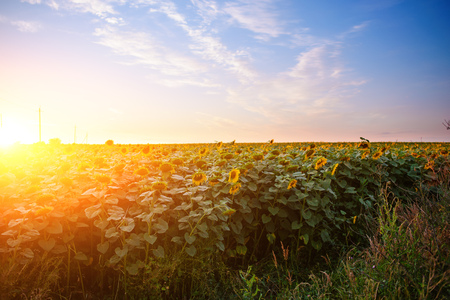 A plantation of beautiful yellow-green sunflowers after sunset at twilight against a beautiful light sky with fluffy clouds.の写真素材
