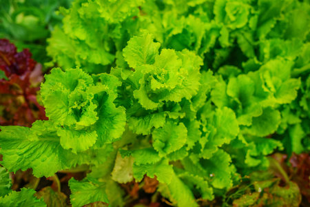 Freshly salad in the hands of the farmer, picking fresh salad from vegetable garden.の写真素材