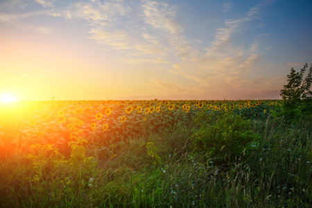 A plantation of beautiful yellow-green sunflowers after sunset at twilight against a beautiful light sky with fluffy clouds.の写真素材