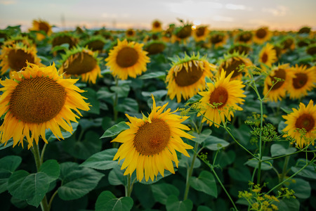A plantation of beautiful yellow-green sunflowers after sunset at twilight against a beautiful light sky with fluffy clouds.の写真素材