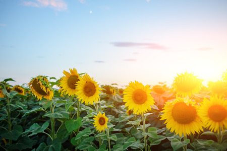 A plantation of beautiful yellow-green sunflowers after sunset at twilight against a beautiful light sky with fluffy clouds.の写真素材