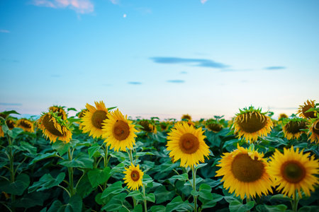 A plantation of beautiful yellow-green sunflowers after sunset at twilight against a beautiful light sky with fluffy clouds.の写真素材