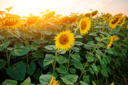 A plantation of beautiful yellow-green sunflowers after sunset at twilight against a beautiful light sky with fluffy clouds.の写真素材
