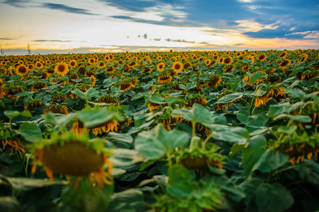 A plantation of beautiful yellow-green sunflowers after sunset at twilight against a beautiful light sky with fluffy clouds.の写真素材